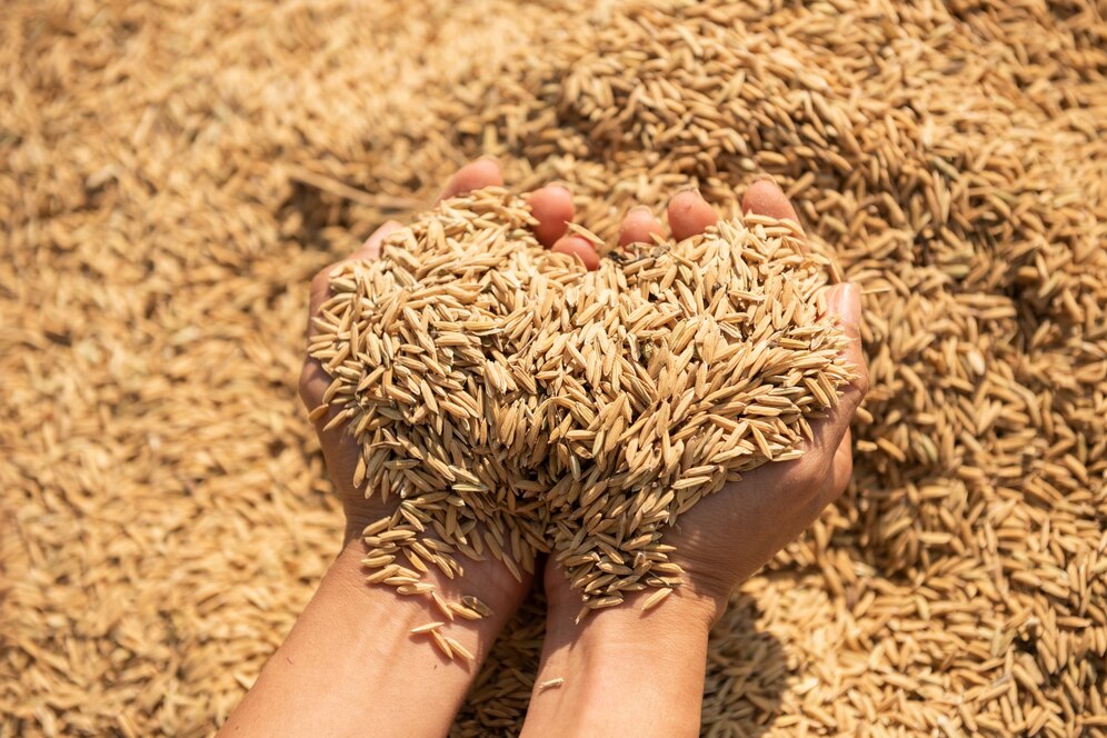 Paddy field harvest