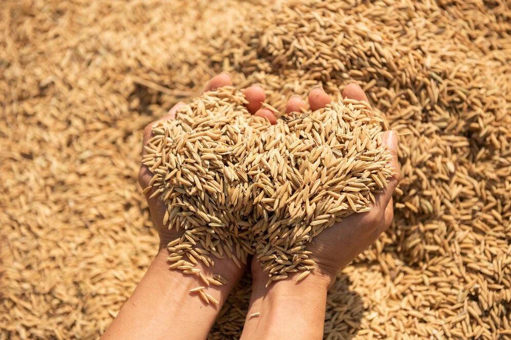 Rice Harvest