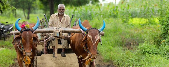 Cricket batsman batting