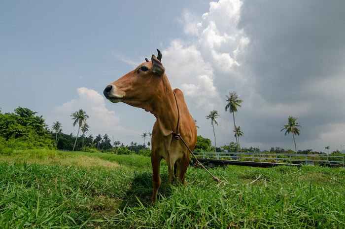 Village Cow