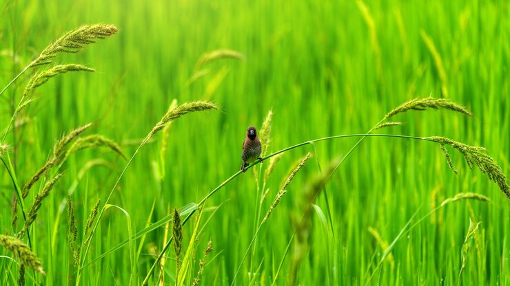Birds in paddy field