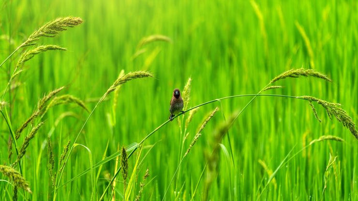 Birds in paddy field