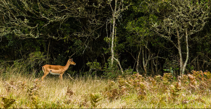 Deer in the wild