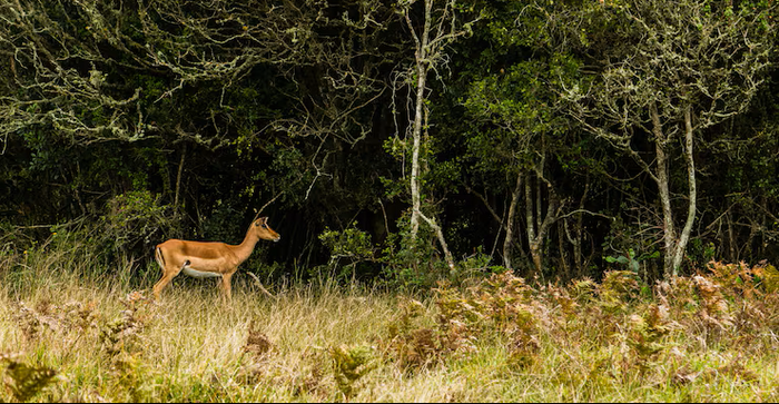 Deer in the wild
