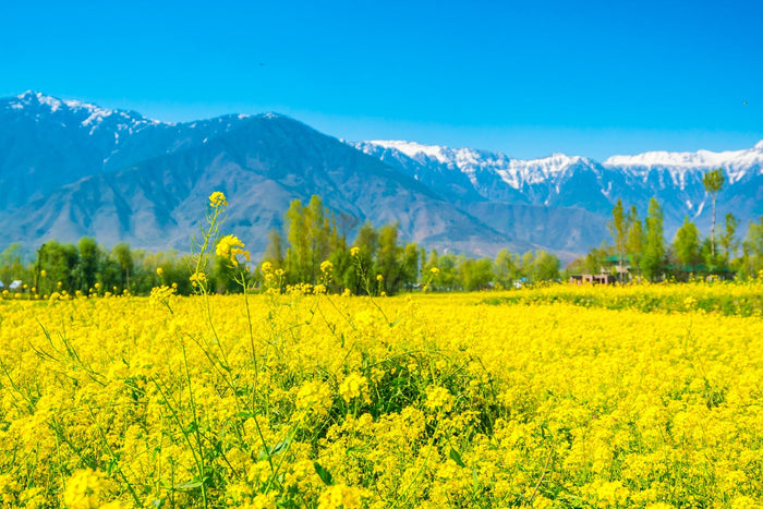 Kashmir Flowers