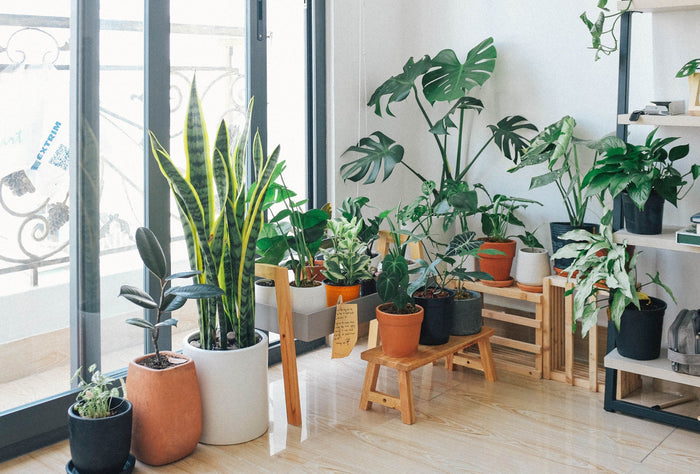 Indoor house plants