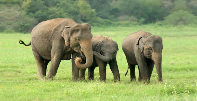Elephants grazing