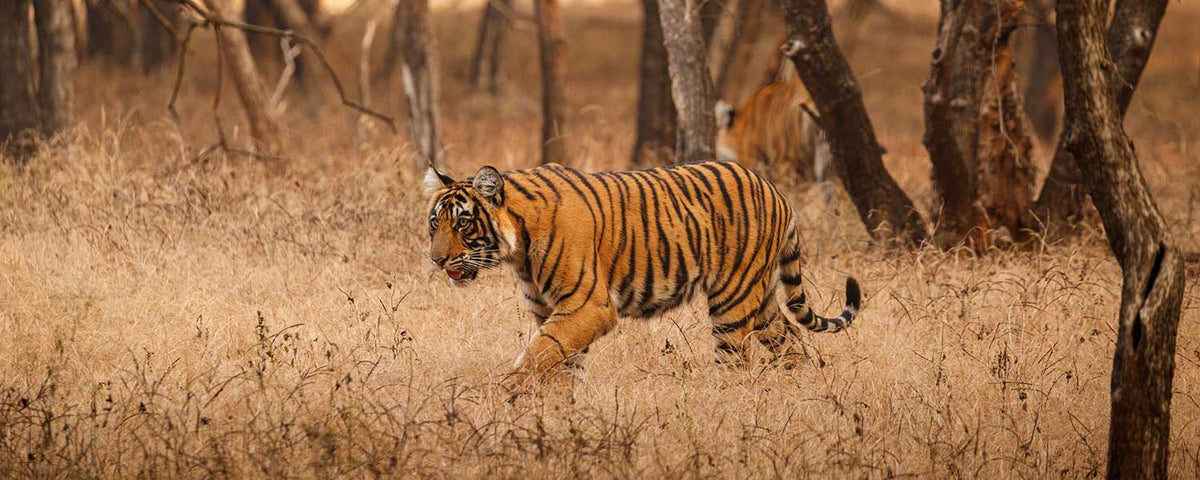 Tiger in Rajasthan (India)