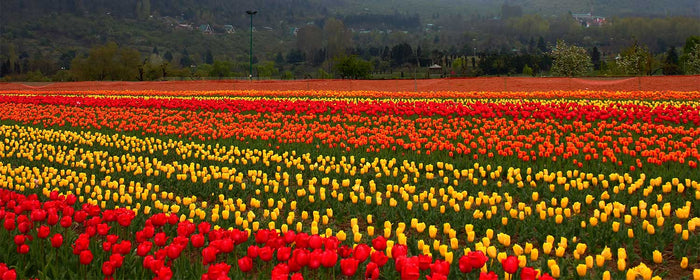 Tulip Garden, Srinagar