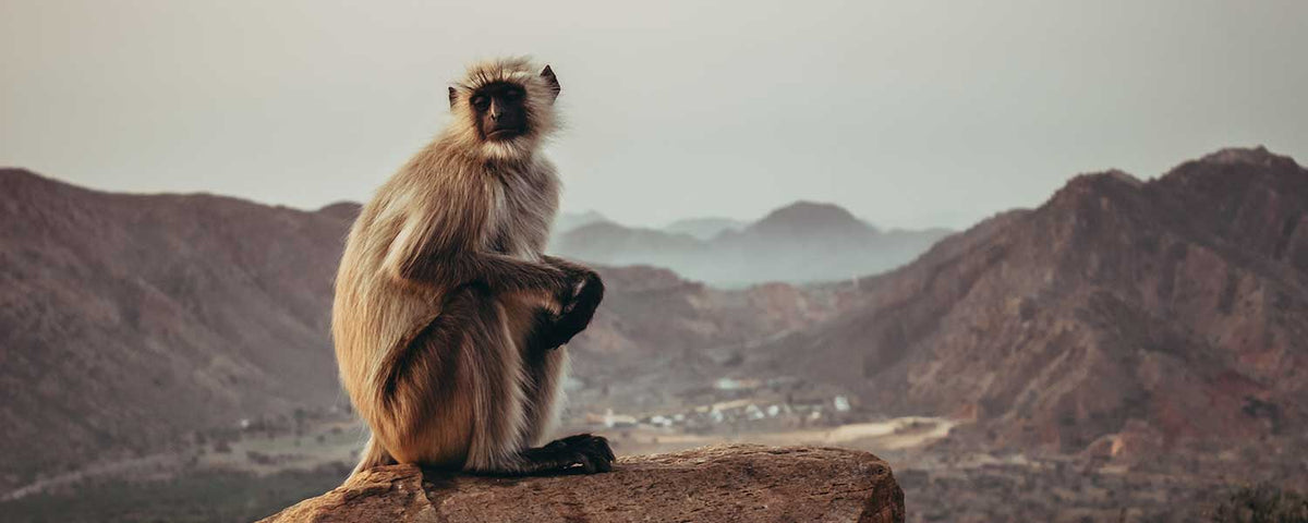 Monkey rock-gazing on top of a mountain in Pushkar