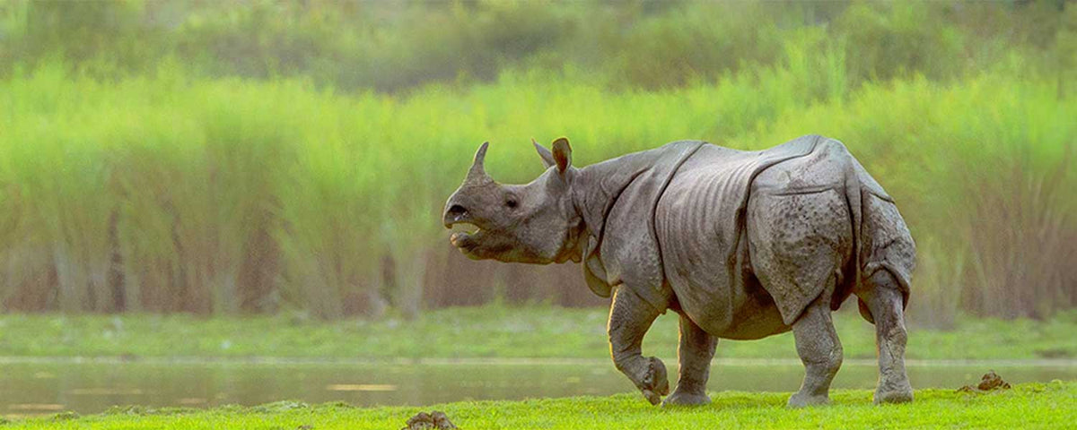 Kaziranga National Park
