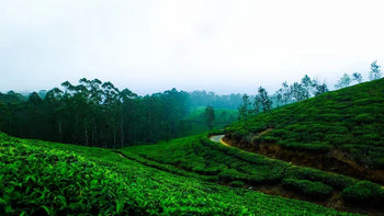 Hill station
