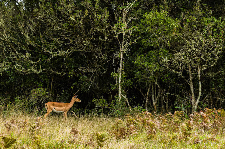 Forest deer